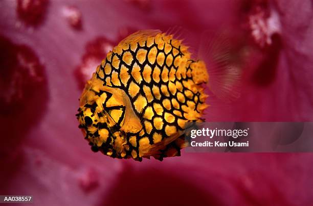 pinecone fish (monocentris japonica), side view - suruga bay stock pictures, royalty-free photos & images