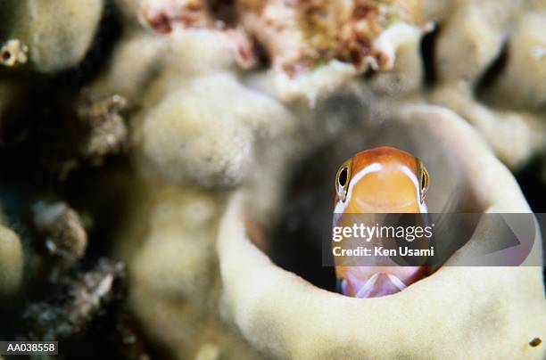 orange blenny (plagiotremus tapeinosoma), closeup - okinawa islands stock pictures, royalty-free photos & images