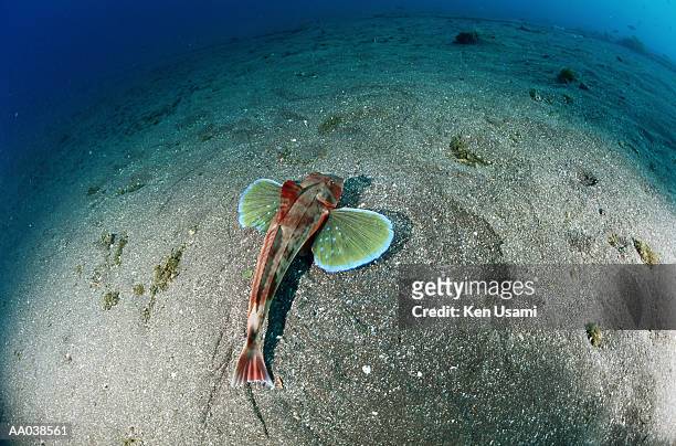 sea robin, elevated view - suruga bay stock pictures, royalty-free photos & images