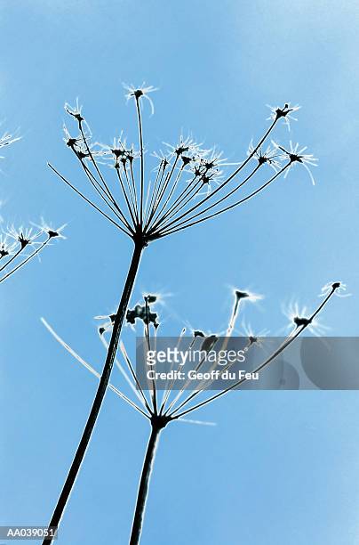 seed heads, close-up, low angle view - du stock pictures, royalty-free photos & images
