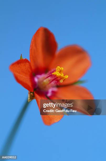 scarlet pimpernel (anagalis arvensis), close-up - du stock pictures, royalty-free photos & images