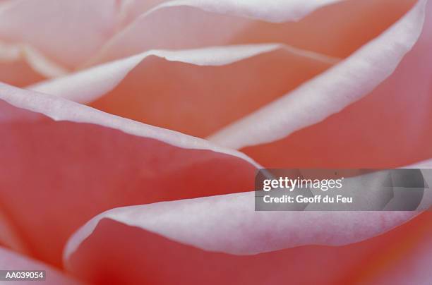 rose (rosa sp.) petals, detail - du stock pictures, royalty-free photos & images
