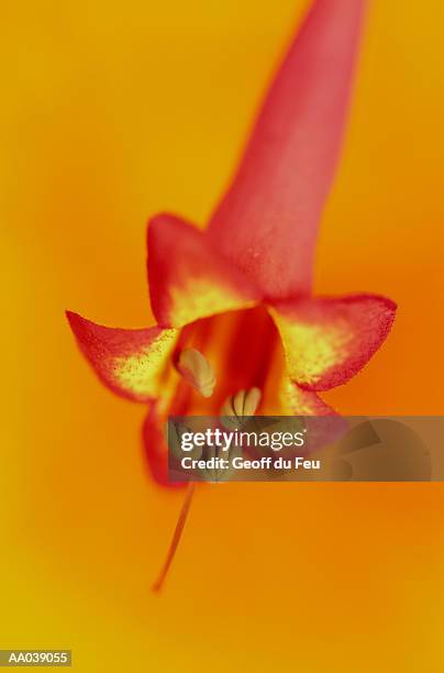 phygelius (phygelius), close-up - du stock pictures, royalty-free photos & images