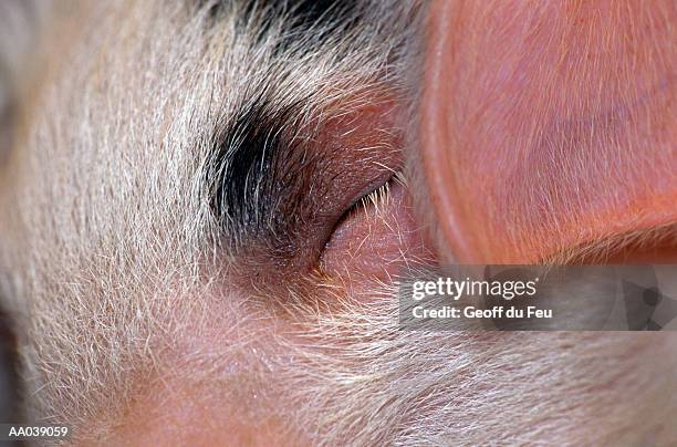 piglet, detail of eye and ear - du stock pictures, royalty-free photos & images