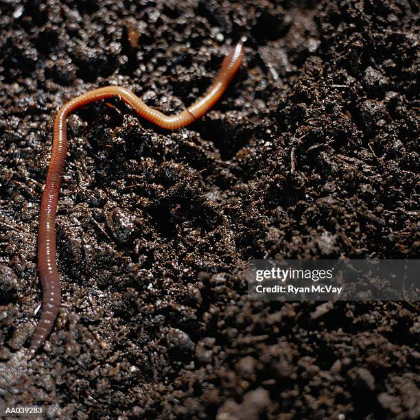 Earthworm Bug Earth Worm Photos and Premium High Res Pictures - Getty Images