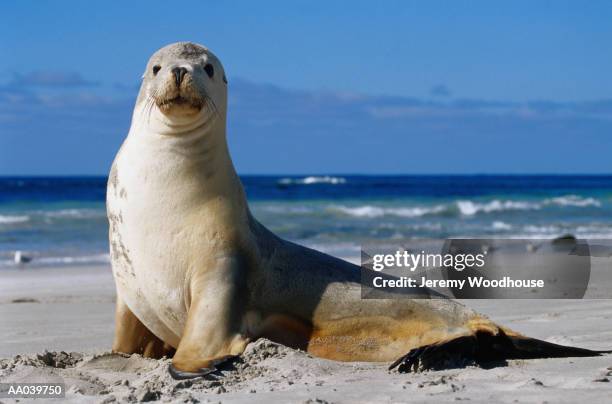 sea lion, seal bay - seal bay stockfoto's en -beelden