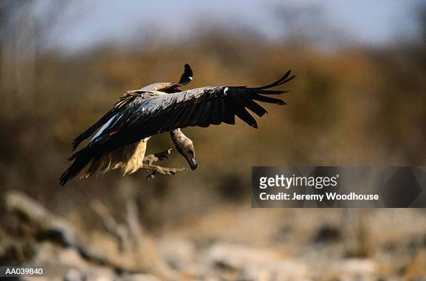 white-backed vulture - backed stock pictures, royalty-free photos & images