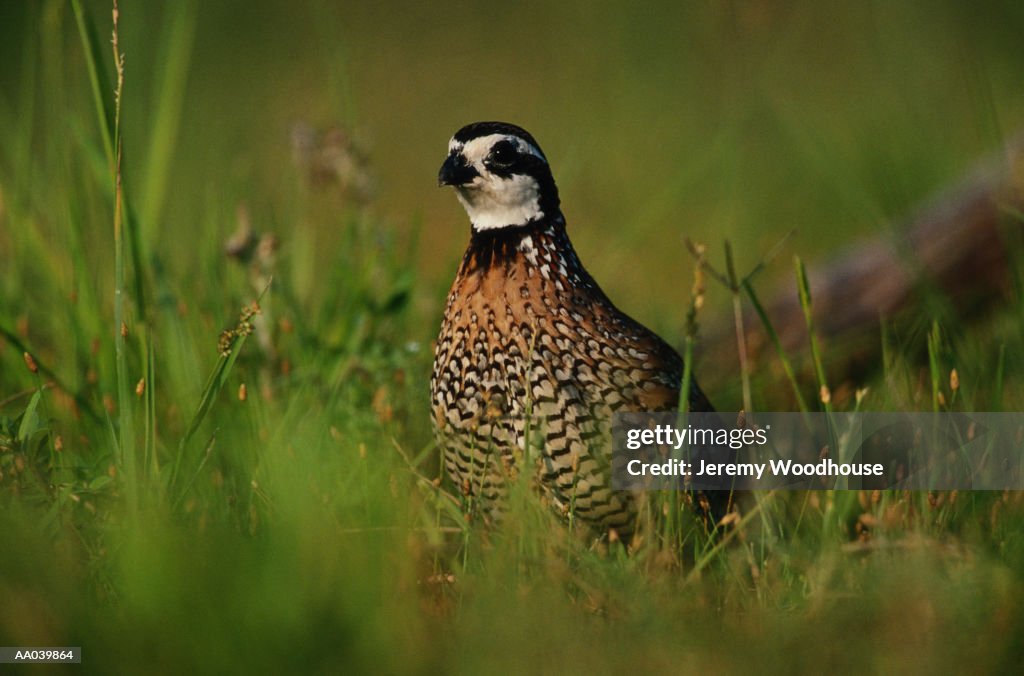 Male Bobwhite Quail