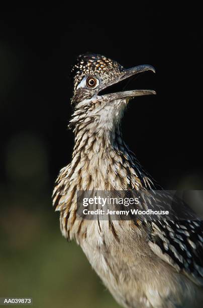 greater roadrunner - greater than fotografías e imágenes de stock