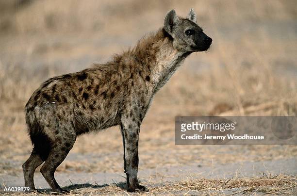 spotted hyena - savuti reserve stock pictures, royalty-free photos & images