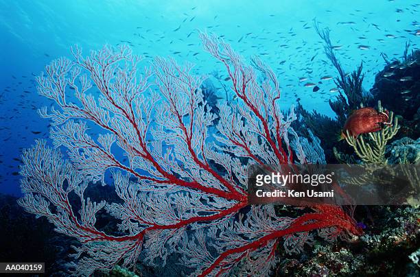 gorgonian coral - okinawa islands stock pictures, royalty-free photos & images