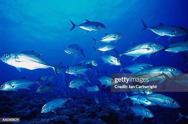 school of jack fish, underwater view - jack cartwright stock-fotos und bilder