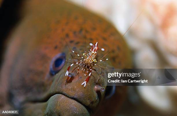 Cleaner Fish Stock Fish Cleaner Shrimp Photos and Premium High Res Pictures - Getty Images