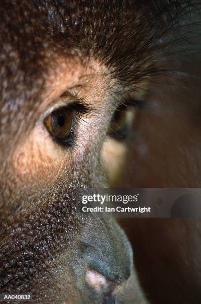 orangutan (pongo pygmaeus), close-up - east malaysia stock pictures, royalty-free photos & images