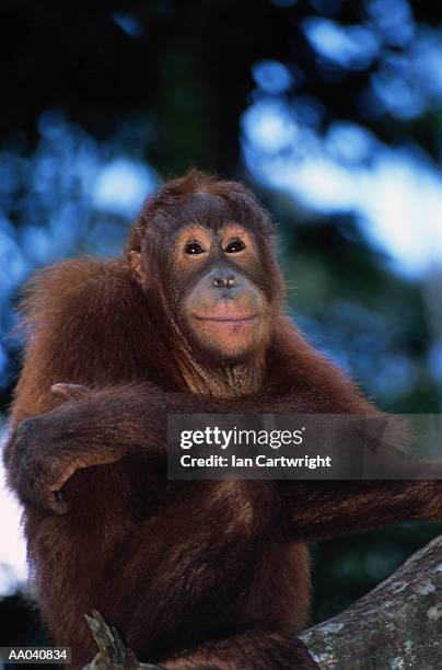 orangutan (pongo pygmaeus) on tree limb - east malaysia stock pictures, royalty-free photos & images