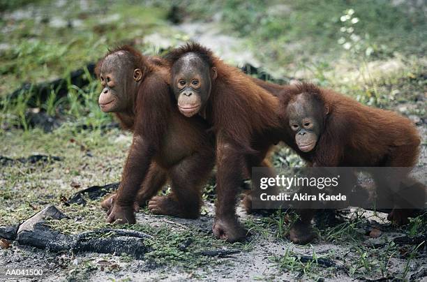 three young orangutans - mensaap stockfoto's en -beelden