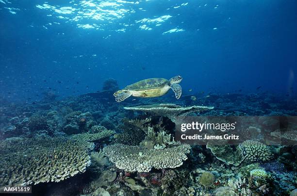 sea turtle and hard coral, sipadan malaysia - ostmalaysia stock-fotos und bilder