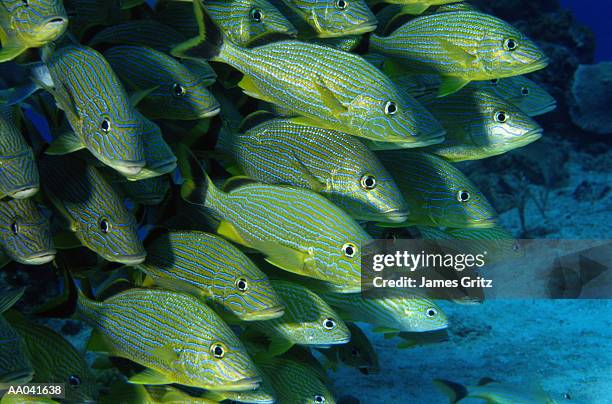 school of grunt fish - grunts stock pictures, royalty-free photos & images