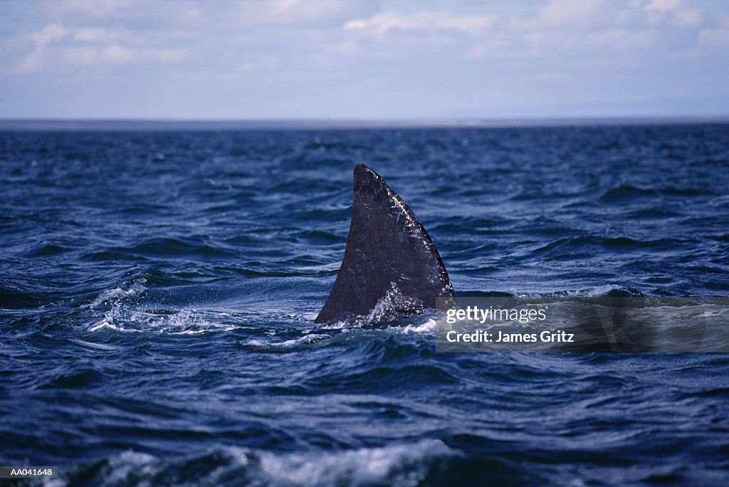 Shark fin above water (Digital Composite)