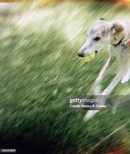 dog running with ball in mouth (blurred motion) - nancy green stock pictures, royalty-free photos & images