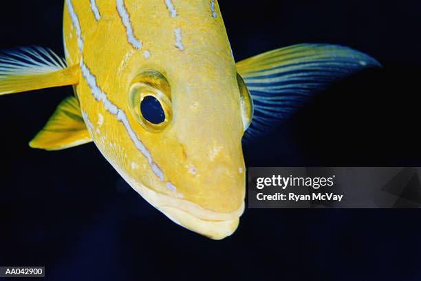 bluelined snapper, maui - lutjanus kasmira stock pictures, royalty-free photos & images