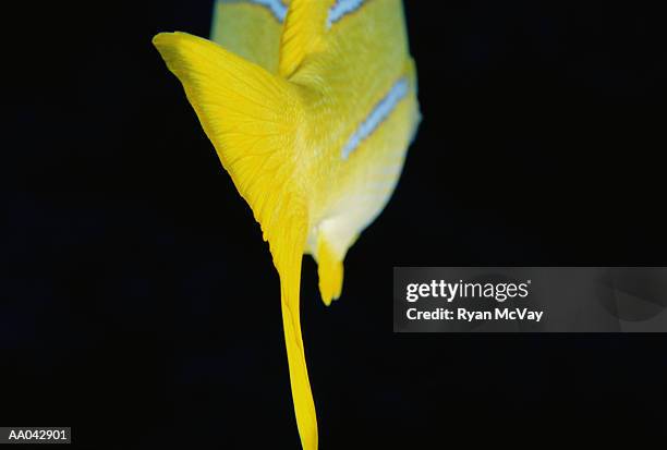 tail of bluelined snapper, maui - bluelined snapper stockfoto's en -beelden