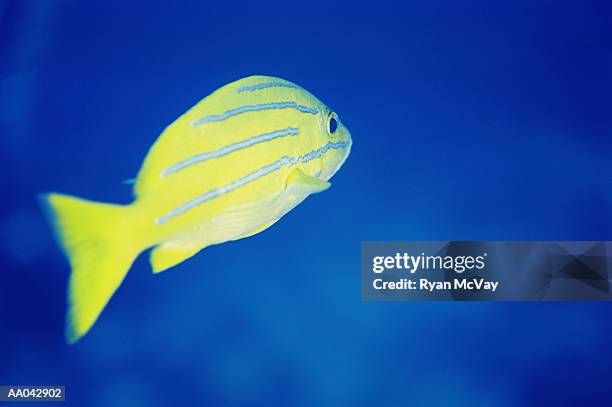 bluelined snapper, maui - bluelined snapper stockfoto's en -beelden