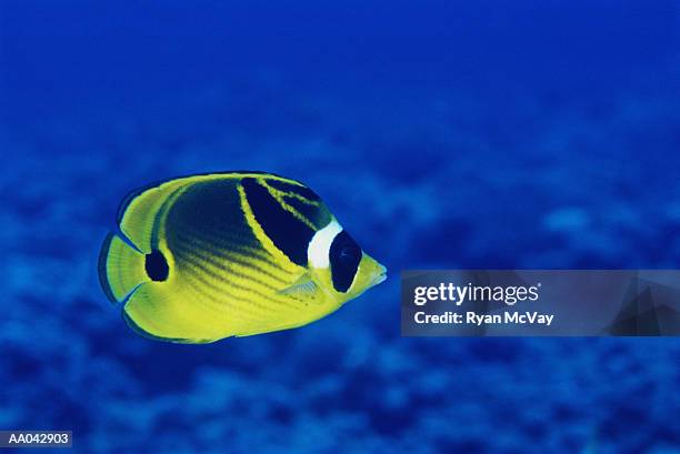 raccoon butterflyfish (chaetodon lunula), underwater view - raccoon butterflyfish stock pictures, royalty-free photos & images
