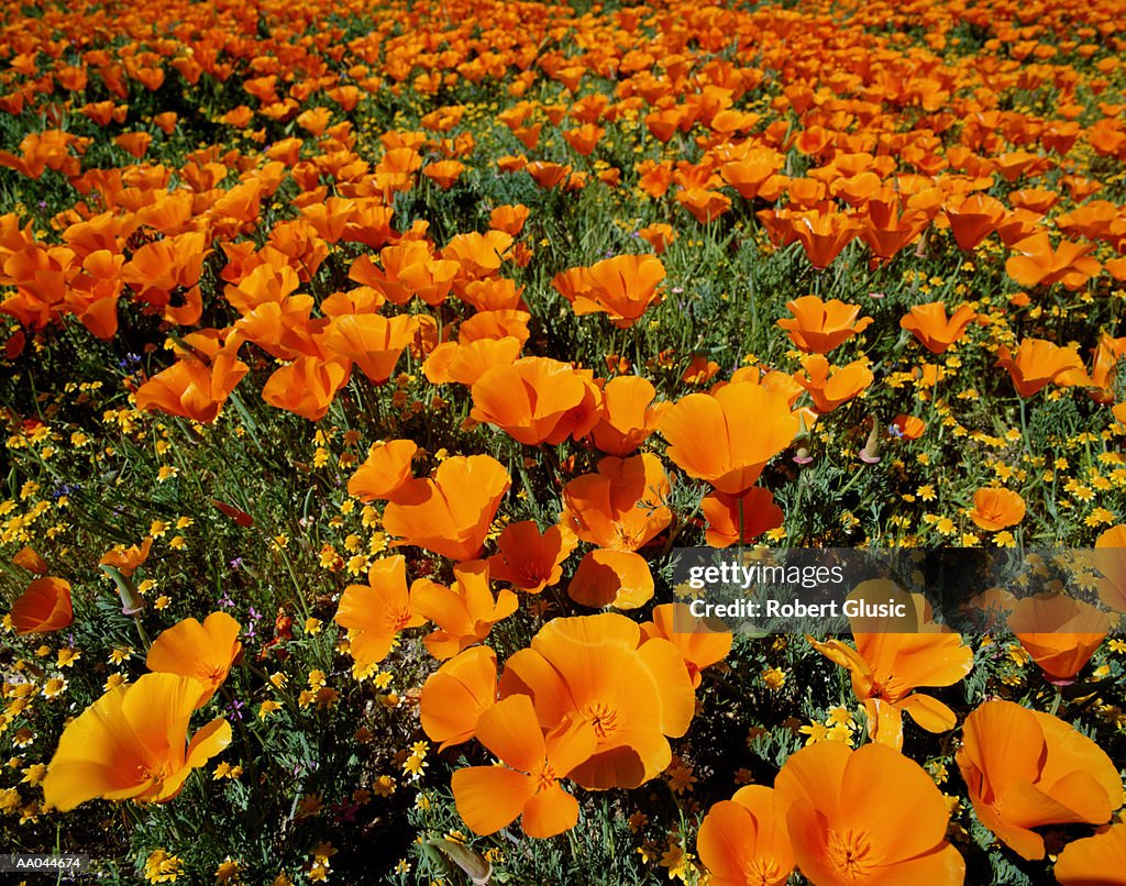 California golden poppies