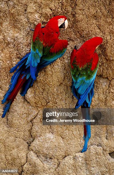 two macaws (ara sp.) perching on clay lick - parte posterior del animal fotografías e imágenes de stock
