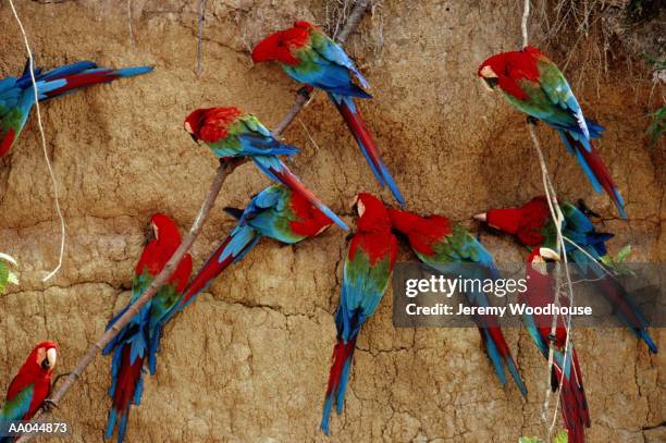 red and green macaws (ara sp.) perching on clay lick - clay lick imagens e fotografias de stock