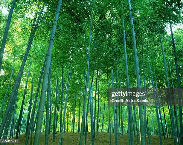 bamboo copse, kyoto, japan - slyskog bildbanksfoton och bilder