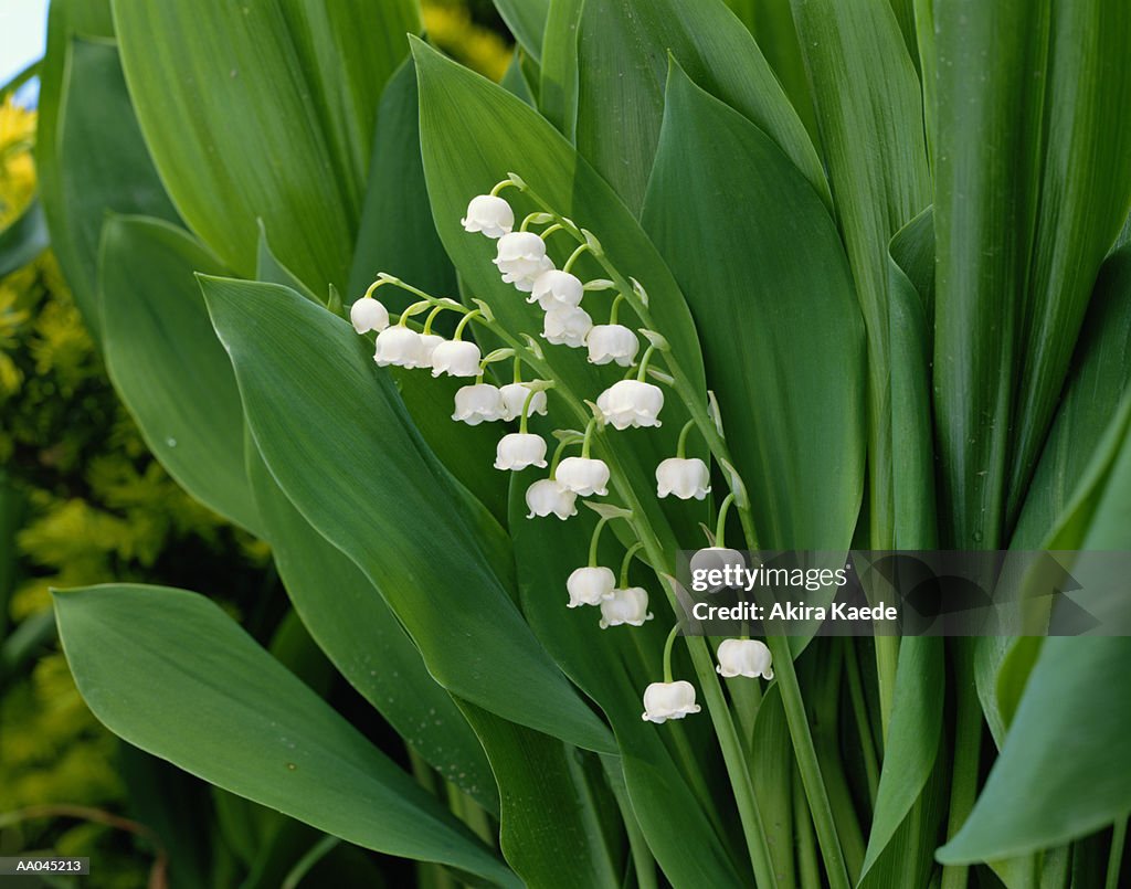 Lily-of-the-Valley