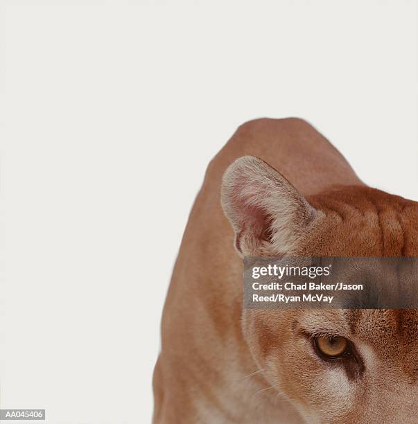 mountain lion (felis concolor), close-up - white cougar stock pictures, royalty-free photos & images