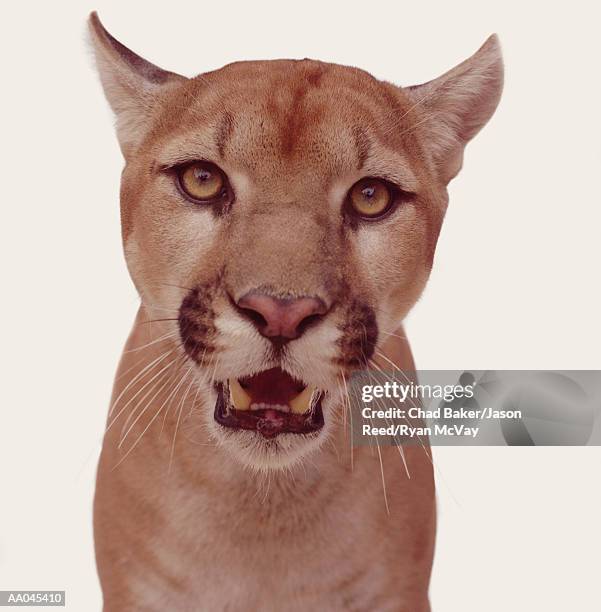 mountain lion (felis concolor), close-up - white cougar stock pictures, royalty-free photos & images