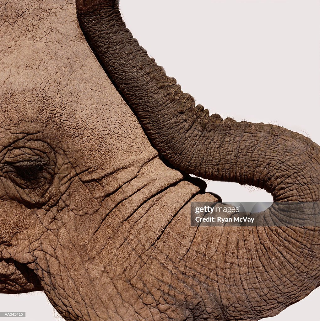 African elephant (Loxodonta africana), profile