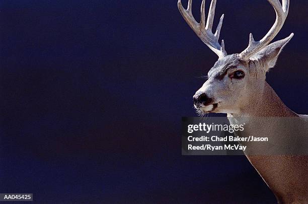 mule deer (odocoileus hemionus) - geweih stock-fotos und bilder