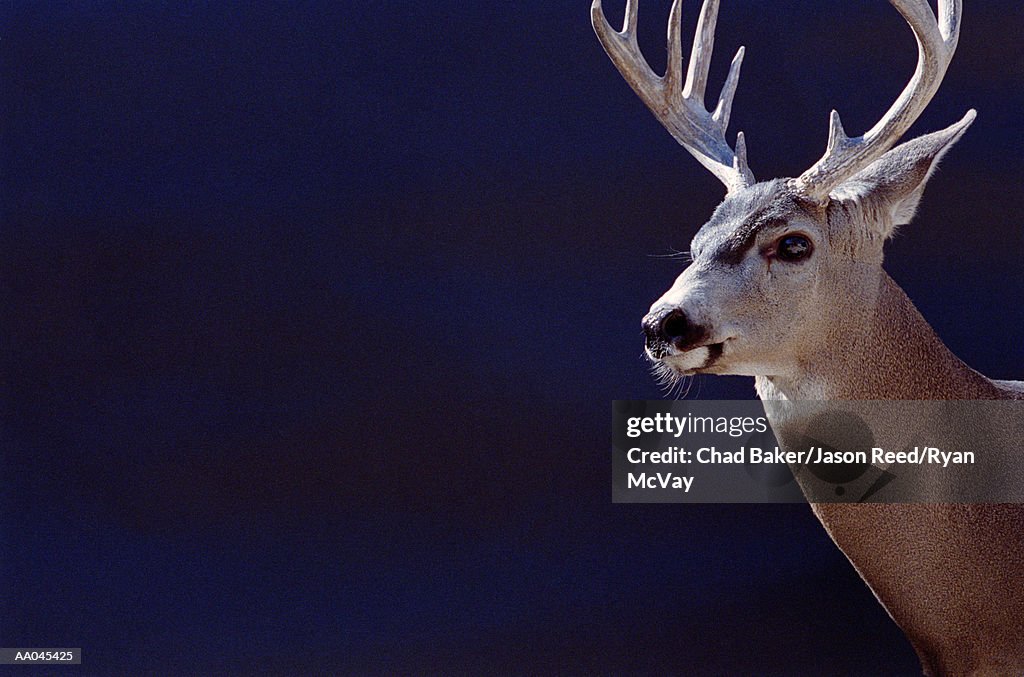 Mule deer (Odocoileus hemionus)