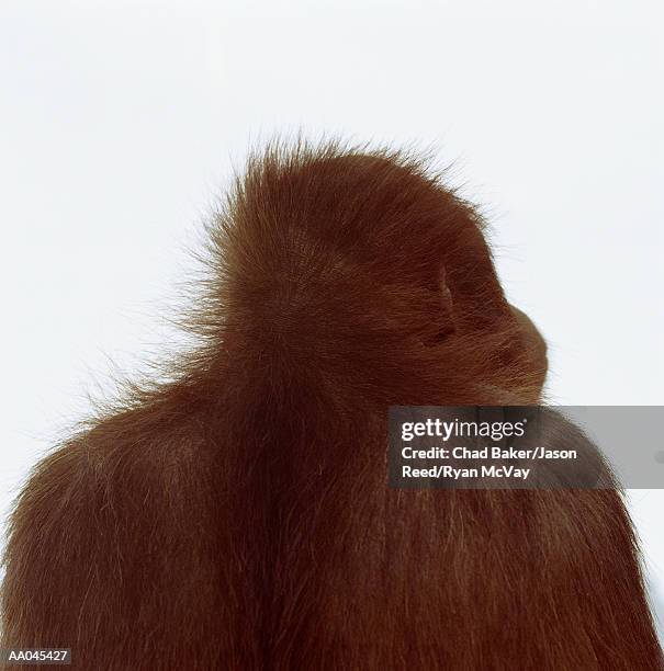 oragutan (pongo pygmaeus), rear view - endangered species white background stock pictures, royalty-free photos & images