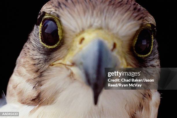 lanner falcon ( falco biarmicus), close-up - alfaneque imagens e fotografias de stock