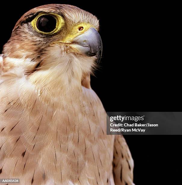 lanner falcon ( falco biarmicus) - alfaneque imagens e fotografias de stock