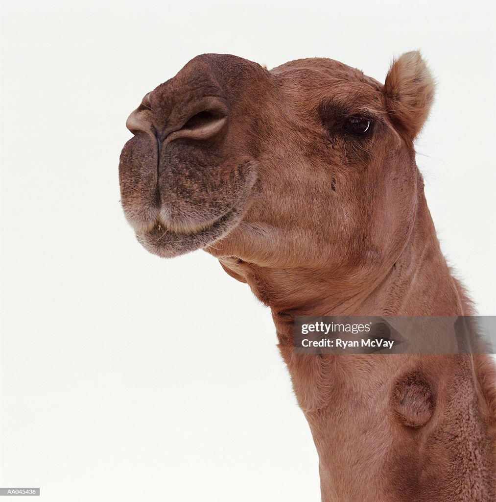 Camel (Camelus dromedarius), close-up