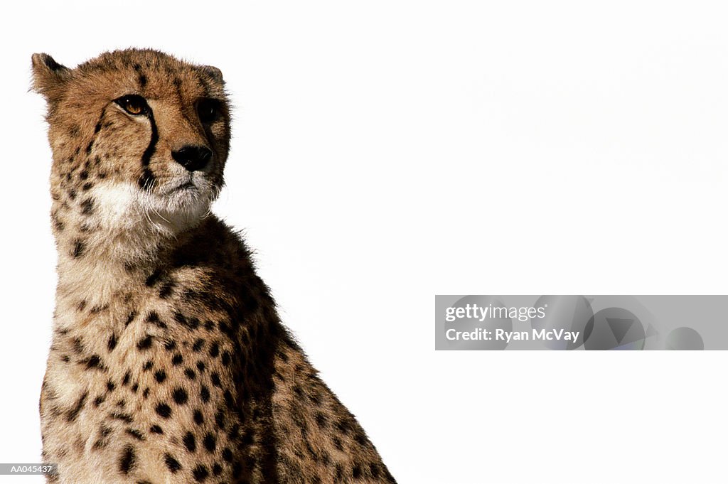 Cheetah (Acinonyx jubatus )