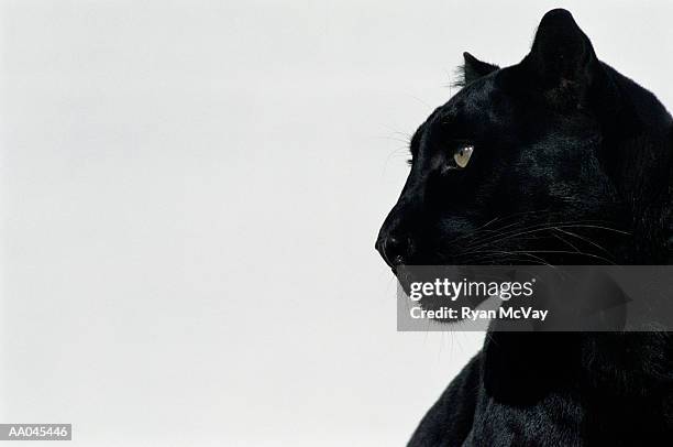 black panther (panthera pardus), profile - black panther face stock-fotos und bilder