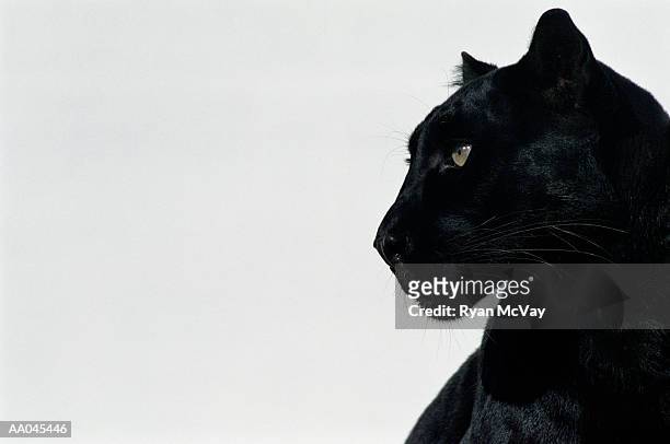 black panther (panthera pardus), profile - black and white cat foto e immagini stock