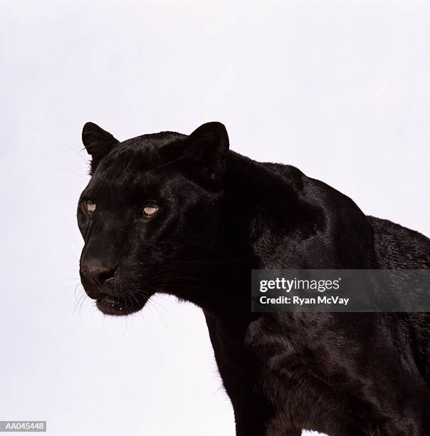 black panther (panthera pardus) - black leopard stock-fotos und bilder