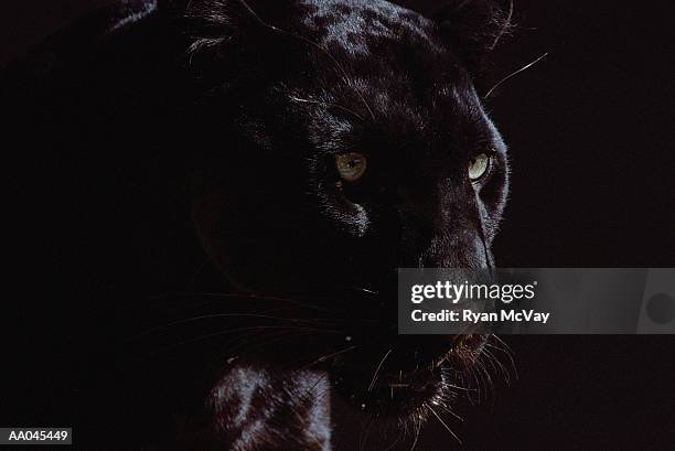 black panther (panthera pardus) - black panthers imagens e fotografias de stock