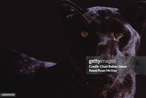 black panther (panthera pardus) - black panther stock-fotos und bilder