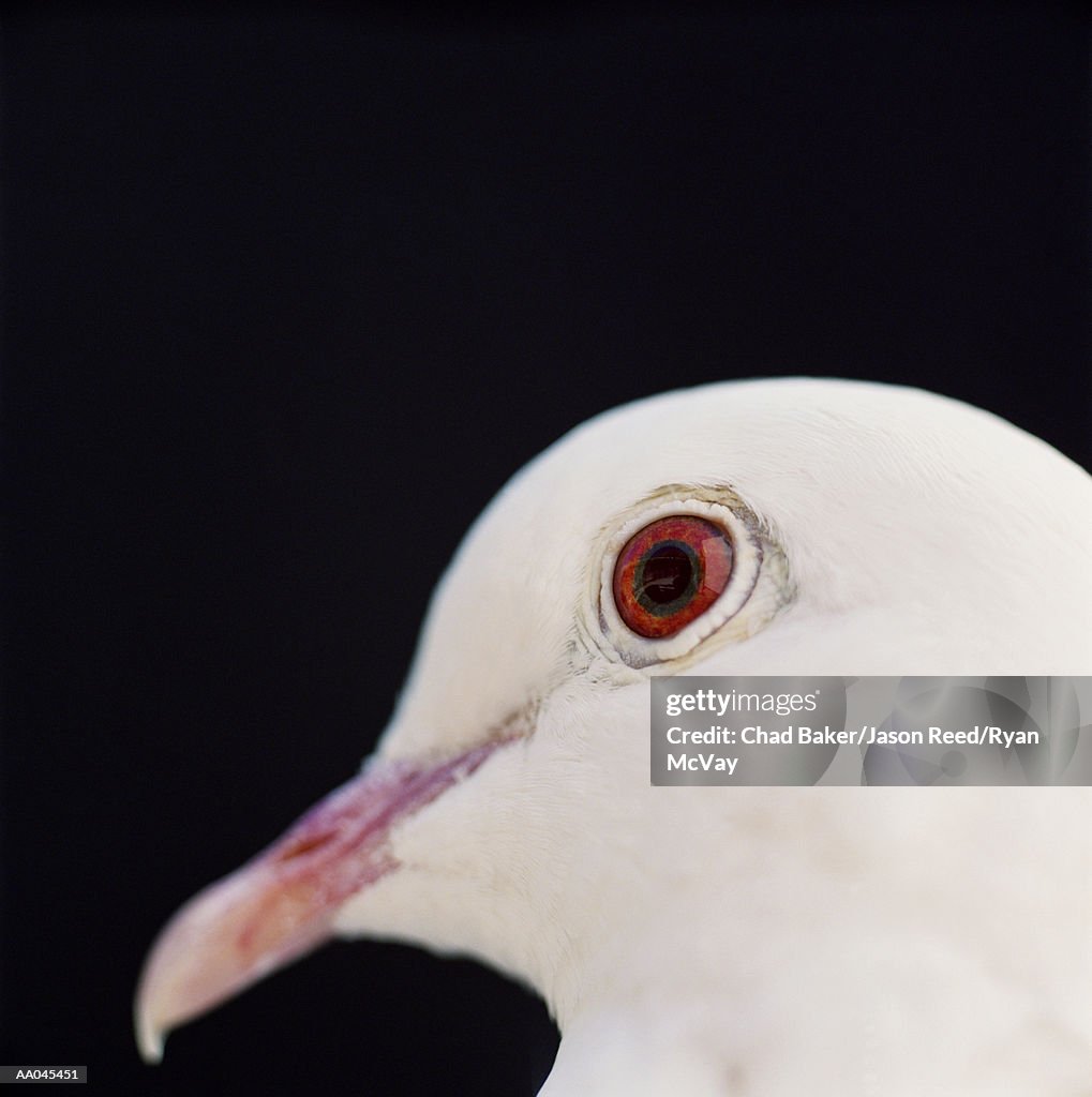 Dove (Zenaida sp.), close-up