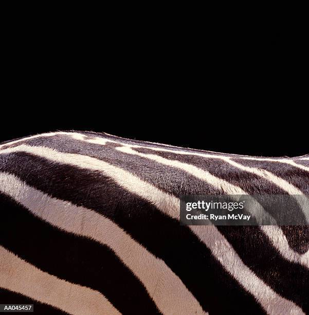 zebra (equus sp.), detail - parte posterior del animal fotografías e imágenes de stock